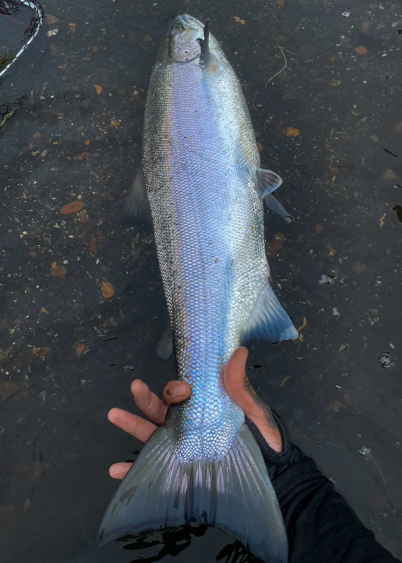 Atlantic salmon, Iceland
